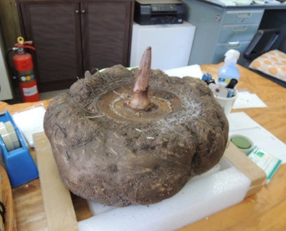 b0173754_17575530.jpg