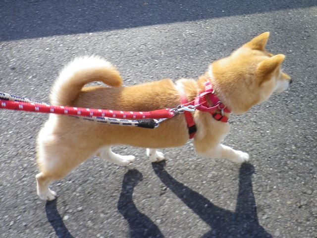 c0216000_203472.jpg