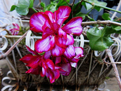 d0046702_16125159.jpg