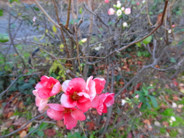 e0016828_561730.jpg