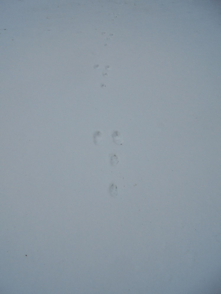 c0111229_18434273.jpg