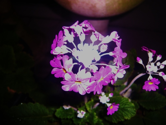a0206332_9131172.jpg