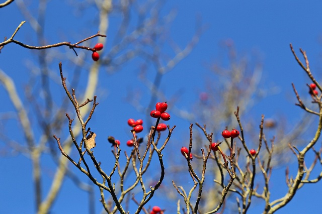 a0242438_20185740.jpg