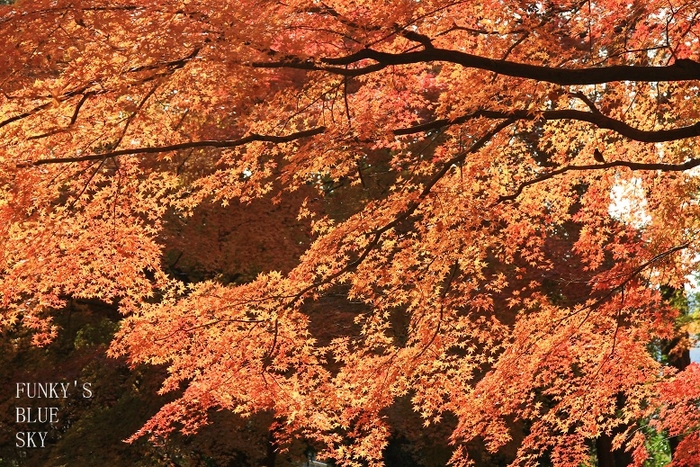 c0145250_14303970.jpg