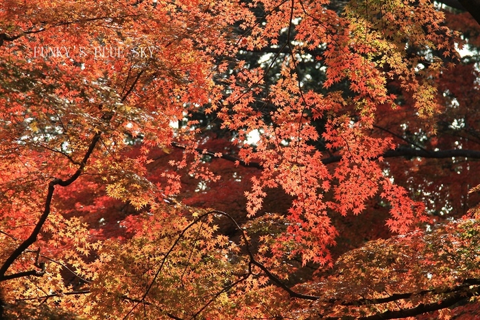 c0145250_14311742.jpg