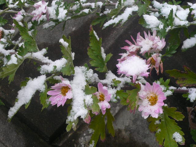 e0026017_10362126.jpg