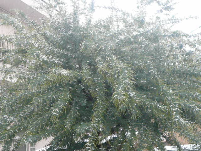 e0026017_10365531.jpg