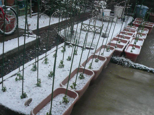 e0026017_10373242.jpg