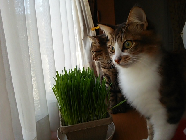 c0150520_21292483.jpg