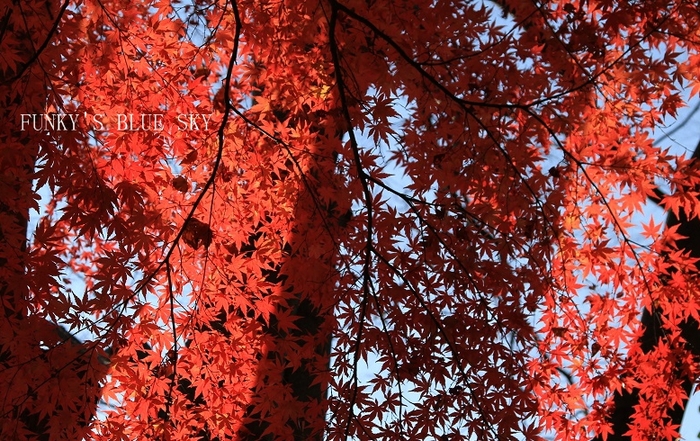 c0145250_14563530.jpg