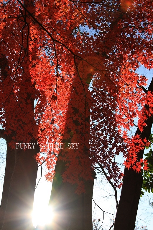c0145250_1458658.jpg