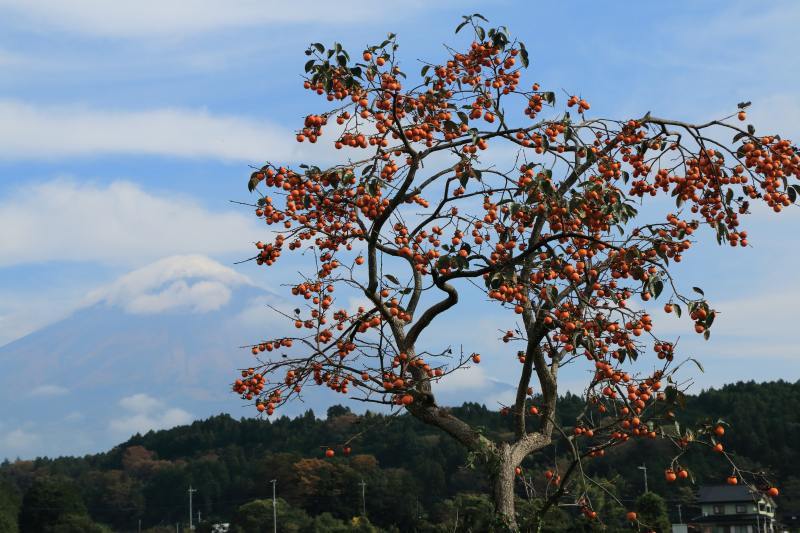 a0188405_08473363.jpg