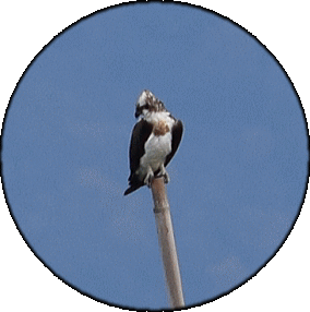 c0339546_2020268.gif