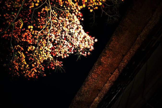 a0263109_1114501.jpg