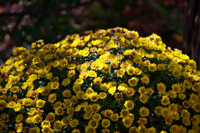 a0263109_20503223.jpg