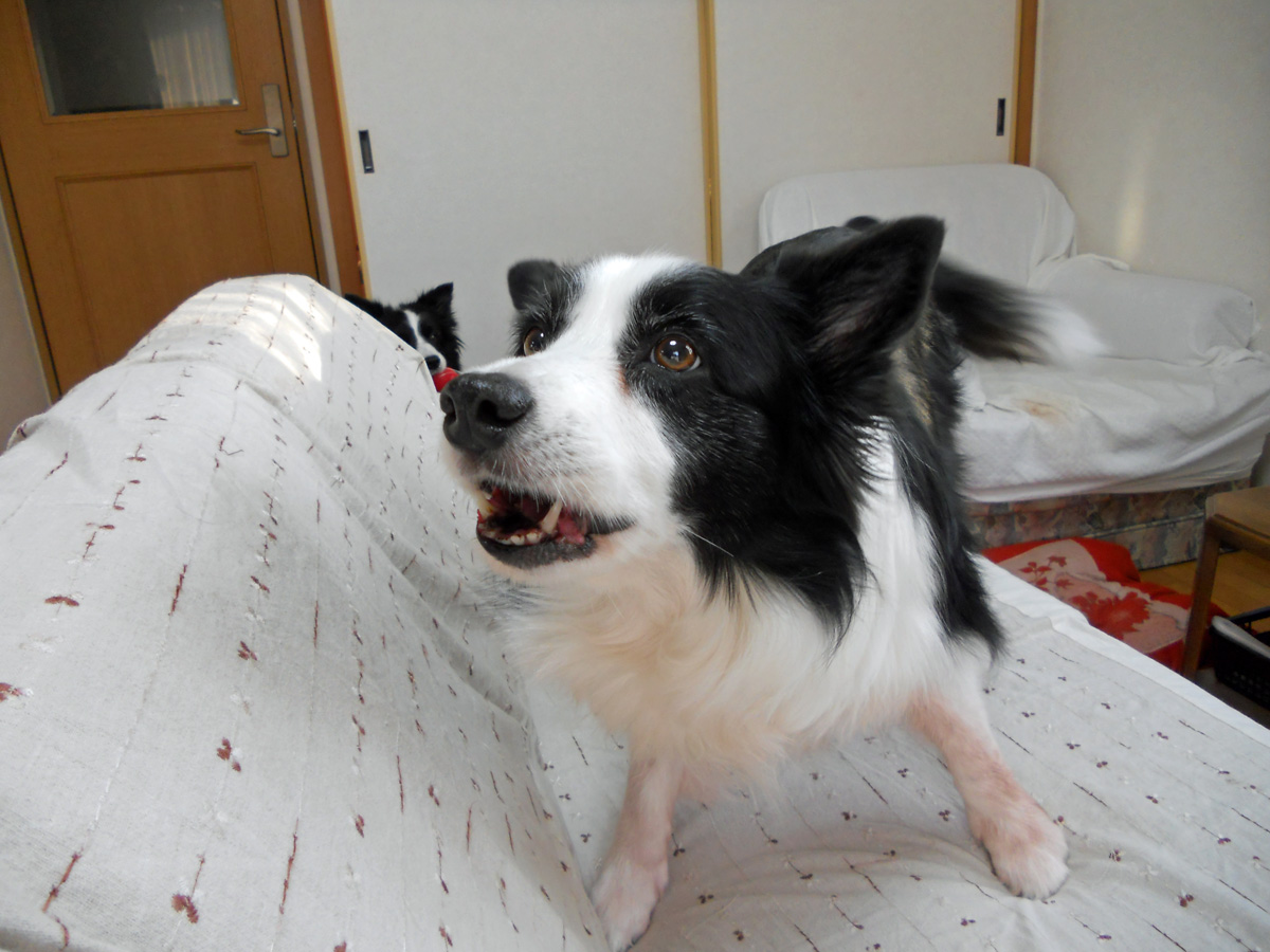 d0059230_8263883.jpg