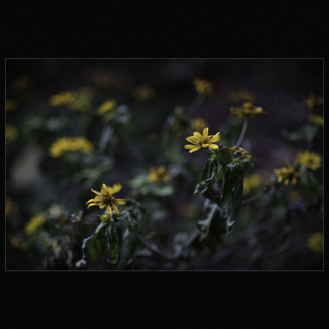 d0004832_9202923.jpg