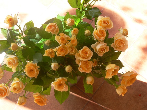 e0140986_1312361.jpg