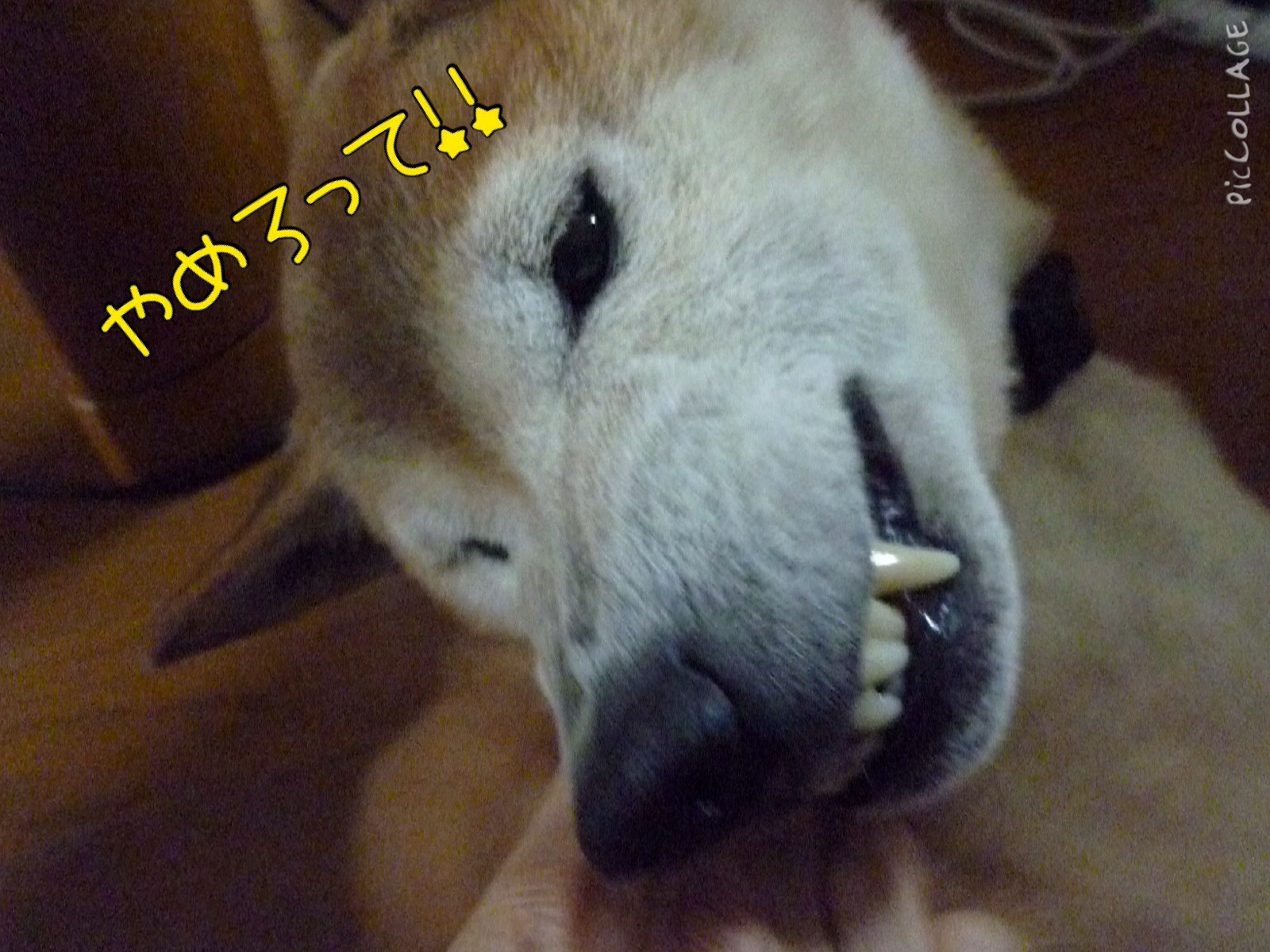 c0123890_2046696.jpg