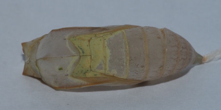b0194593_1324165.jpg
