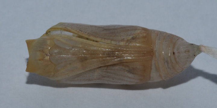 b0194593_132524.jpg