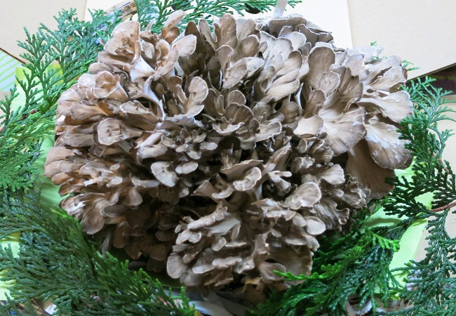c0119197_8171039.jpg