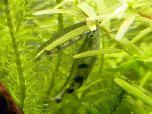 e0083517_23121112.jpg