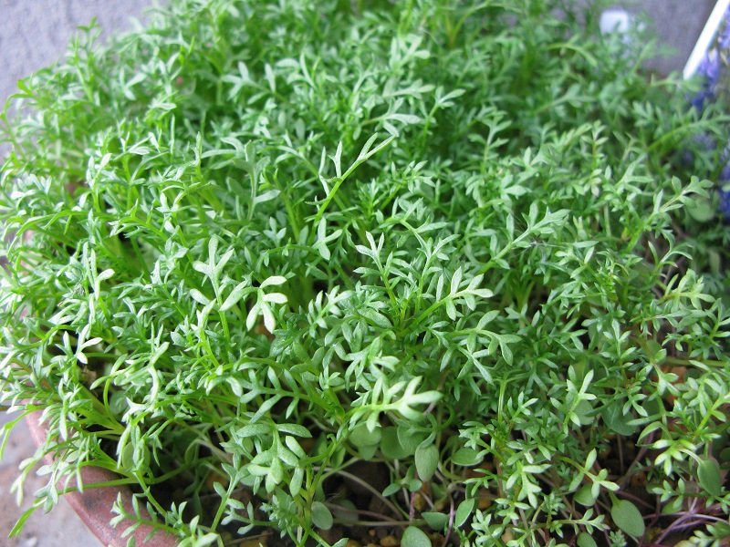 a0052762_199066.jpg