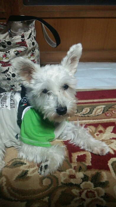 c0348784_15141830.jpg