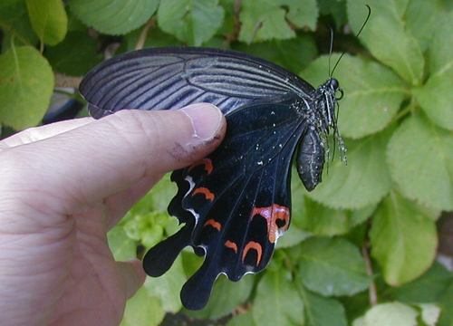 d0053294_114612.jpg