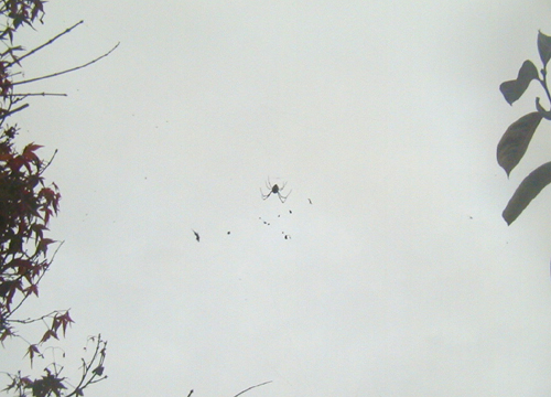 d0053294_1151075.jpg