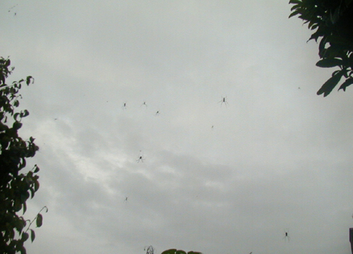 d0053294_1154914.jpg