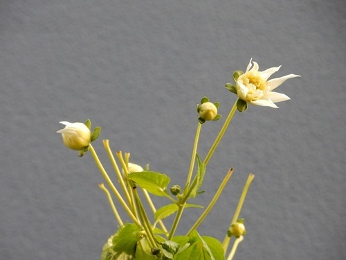 e0033229_2223724.jpg