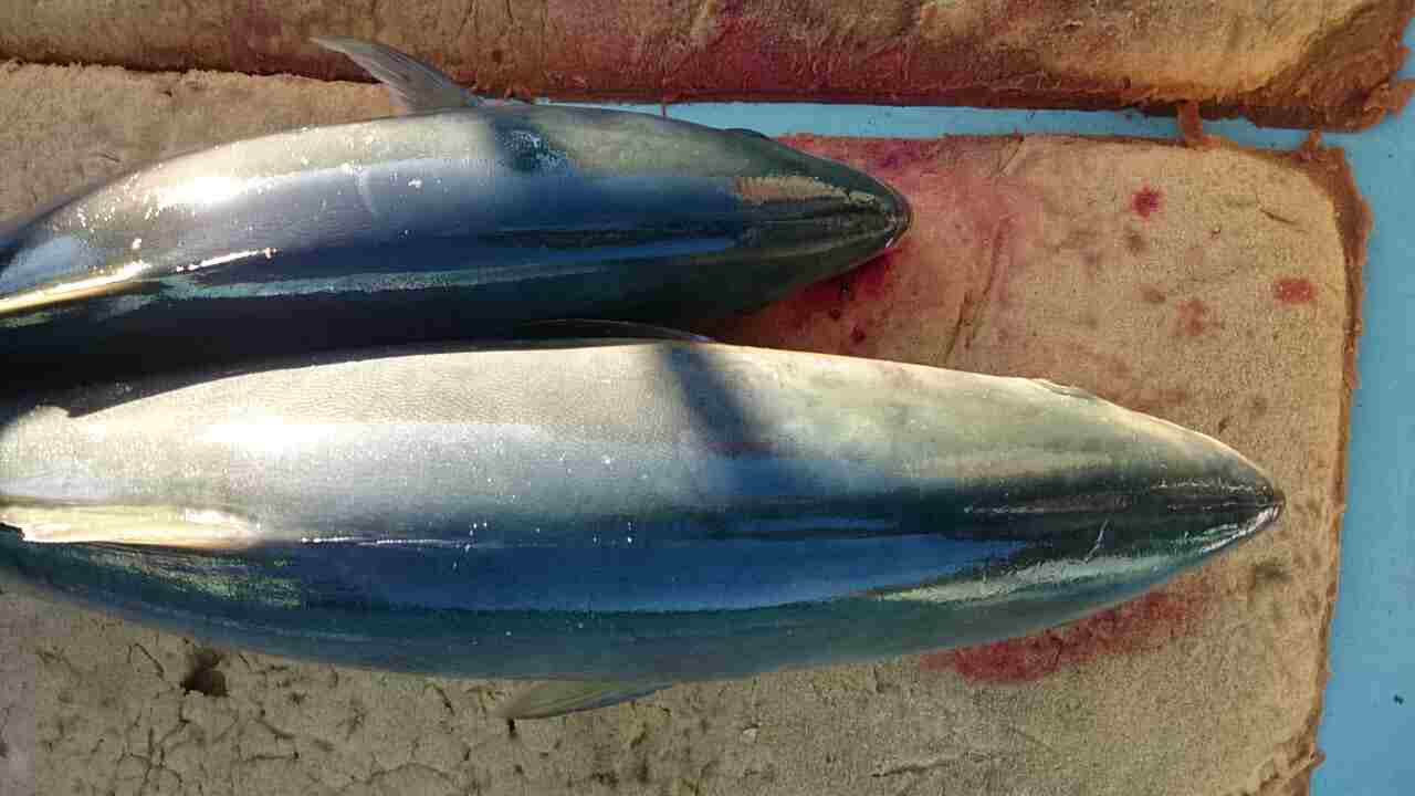 a0248152_17434517.jpg