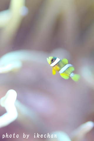 a0155467_20521100.jpg