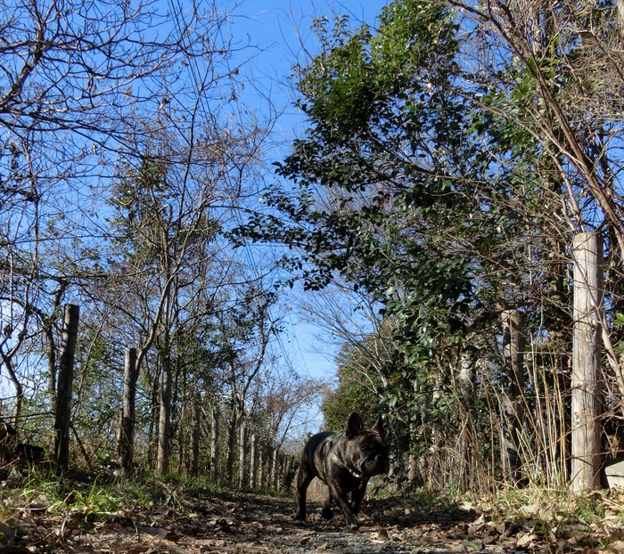 e0199784_20195825.jpg