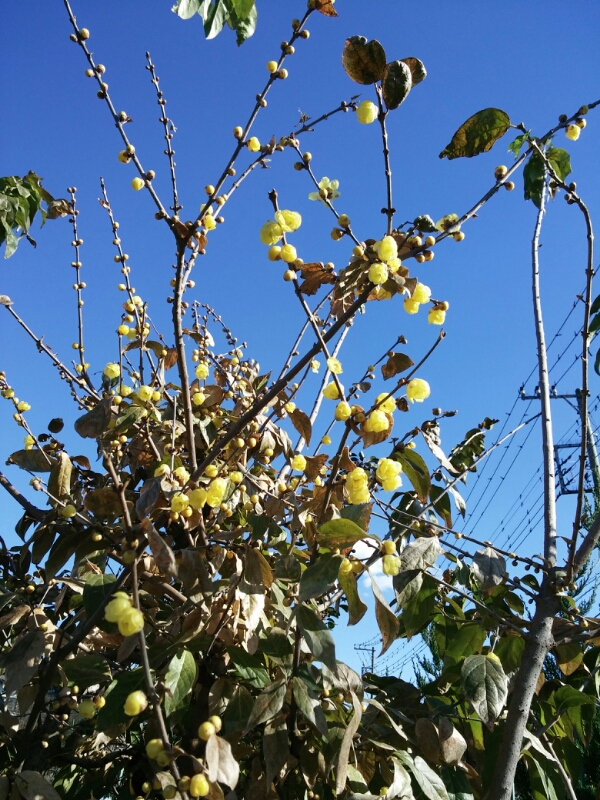 f0329515_21551584.jpg