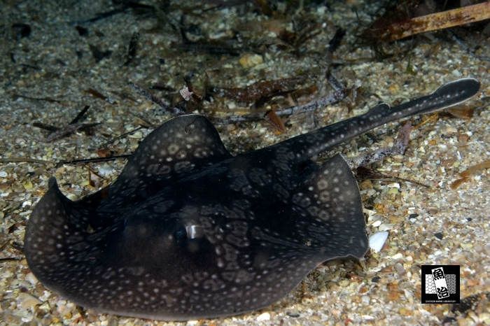 a0150039_14432844.jpg
