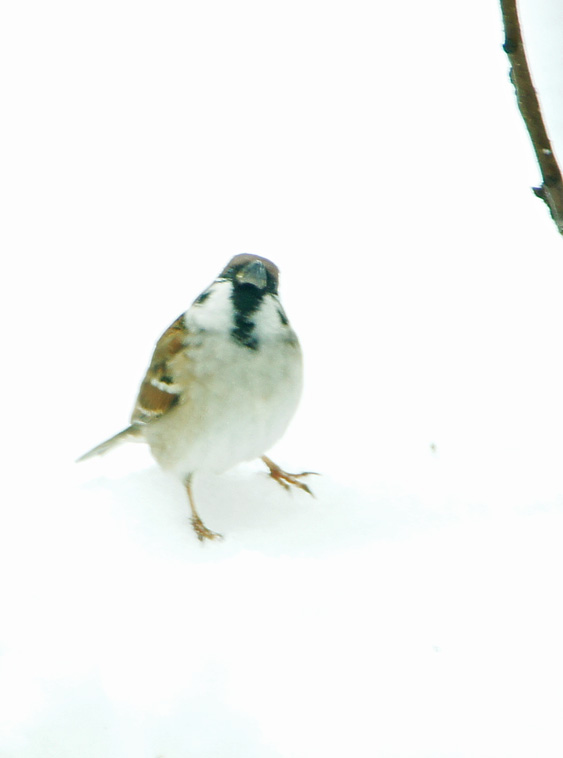 c0139591_6593036.jpg