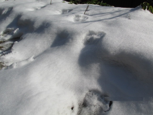 f0341616_06563261.jpg