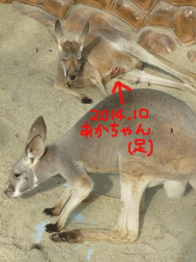 d0123492_1119166.gif