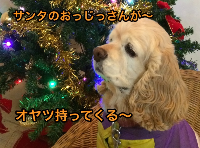 にほんブログ村 犬ブログ アメリカンコッカースパニエルへ