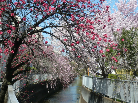 二ヶ領用水・春爛漫（桃と桜）　津脇 梅子さん　二ヶ領用水・桃並木で撮影