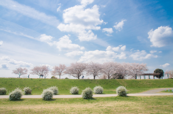 春が来た♪　川澄 徹さん　多摩川サイクリングロード休憩所付近で撮影