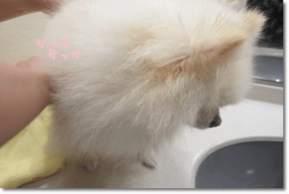 b0167519_20142864.gif