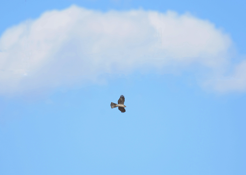 d0290240_14060317.gif