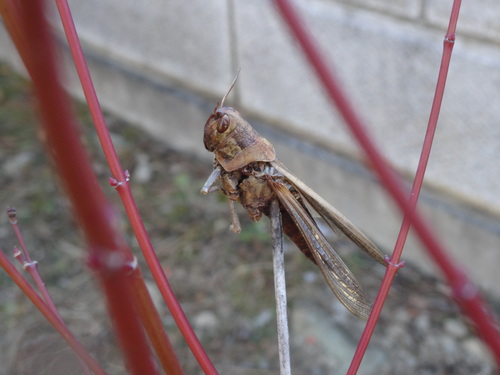 f0231573_1721876.jpg