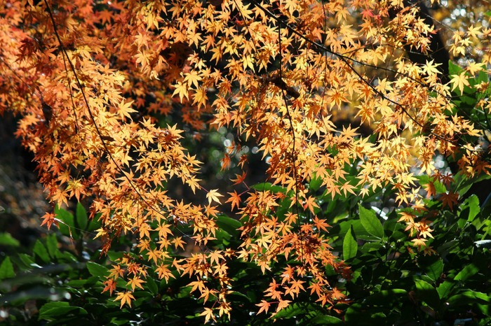 a0127090_947165.jpg