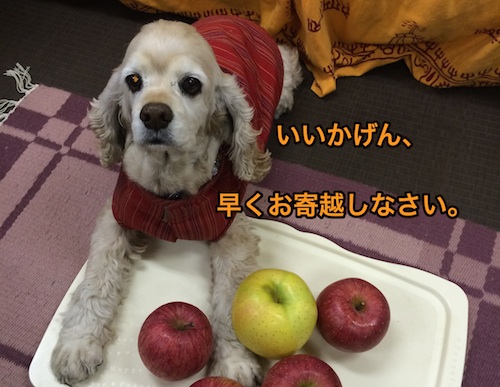 にほんブログ村 犬ブログ アメリカンコッカースパニエルへ