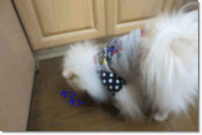 b0167519_2161321.gif